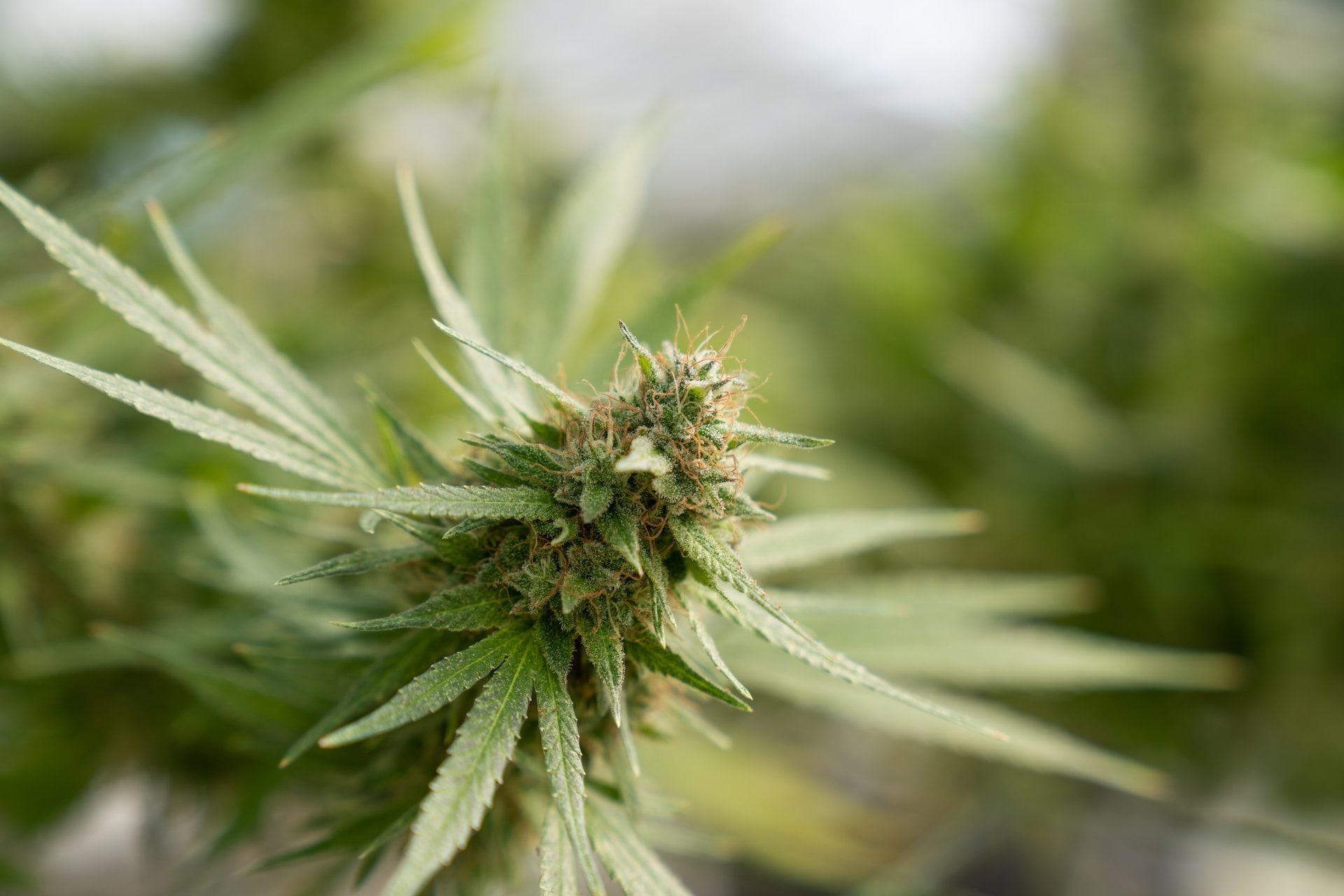 crystalweed cannabis hc8HuasaX 8 unsplash